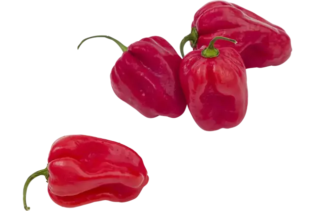 Habanero pepers rood verpakt 250gr stuk
